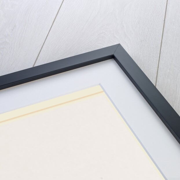 Pearly Nautilus by Anonymous