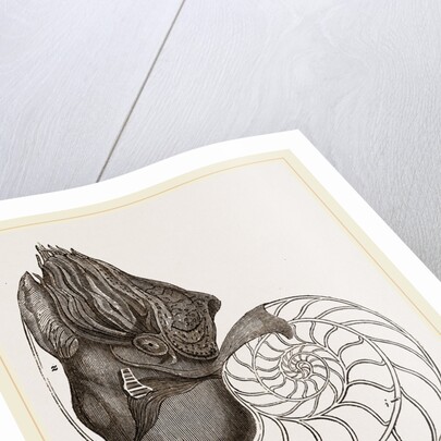 Pearly Nautilus by Anonymous