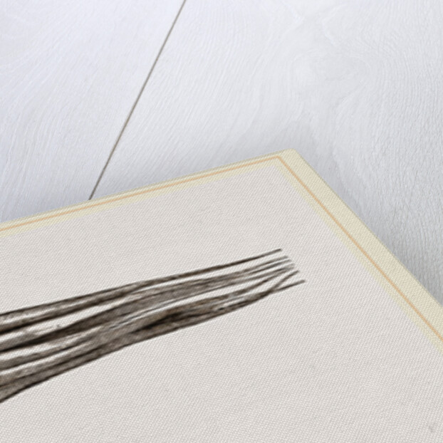 Argonaut swimming by Anonymous