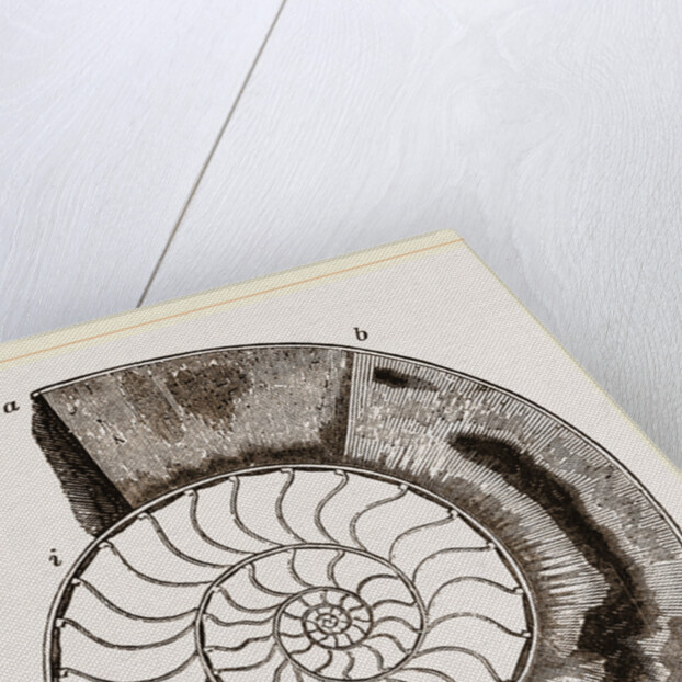 Shell of Ammonite by Anonymous