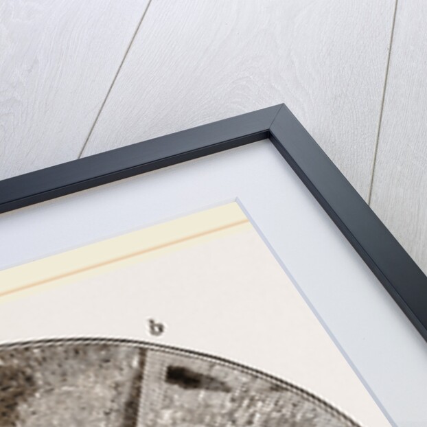 Shell of Ammonite by Anonymous