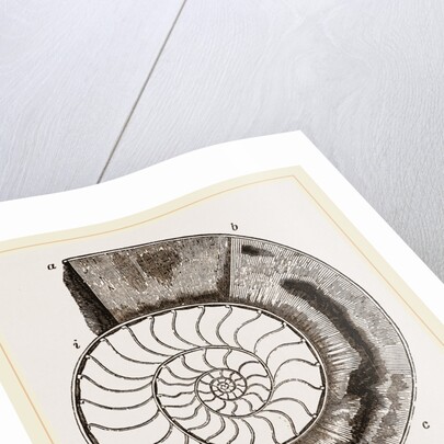 Shell of Ammonite by Anonymous