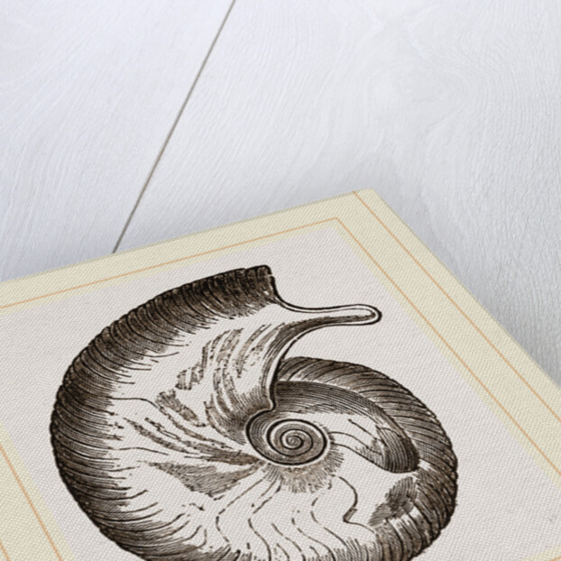 Ammonite by Anonymous