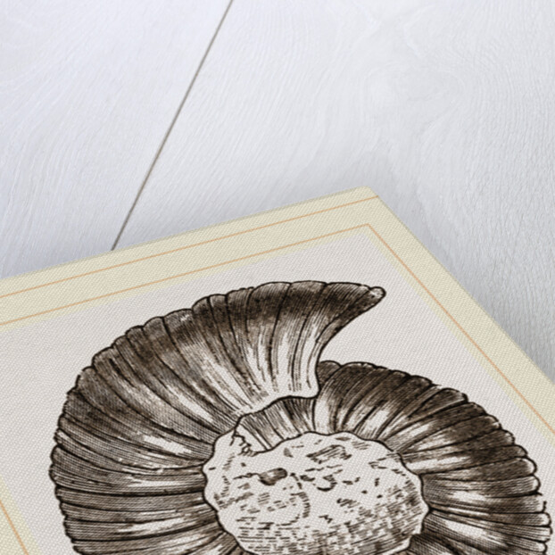 Ammonite by Anonymous