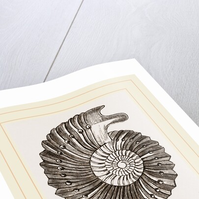 Ammonite by Anonymous