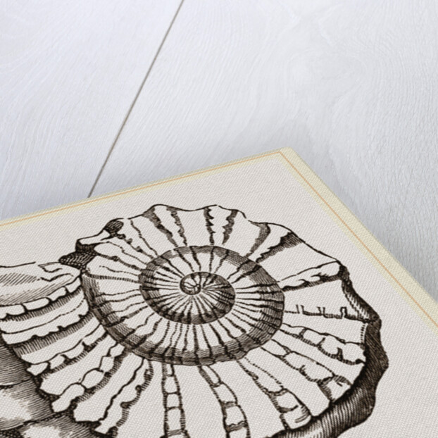 Ammonite Mouth imperfect by Anonymous