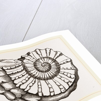 Ammonite Mouth imperfect by Anonymous