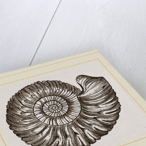 Ammonite Mouth perfect by Anonymous