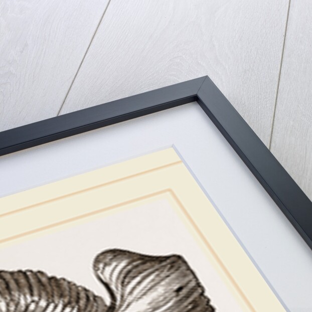 Ammonite Mouth perfect by Anonymous