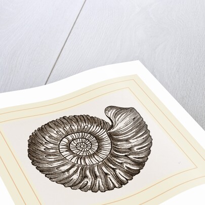 Ammonite Mouth perfect by Anonymous