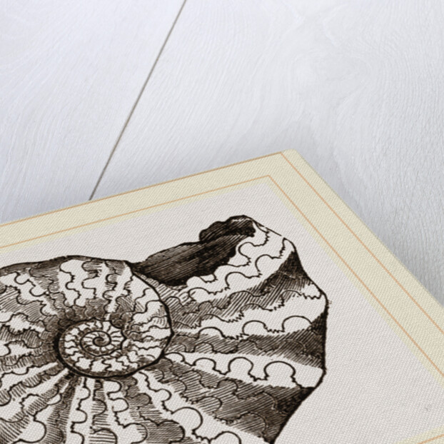 Ammonites nodosus by Anonymous