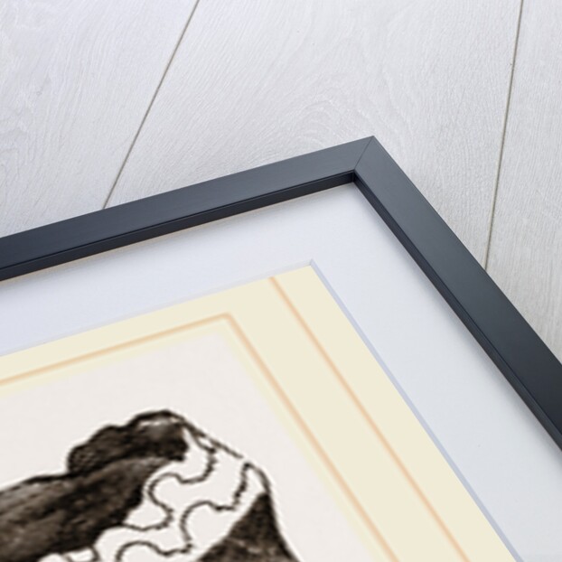 Ammonites nodosus by Anonymous