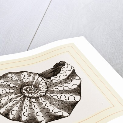 Ammonites nodosus by Anonymous