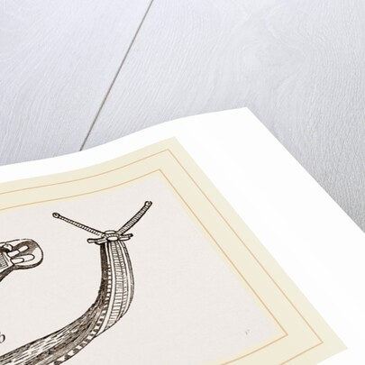 Shielded Slug by Anonymous