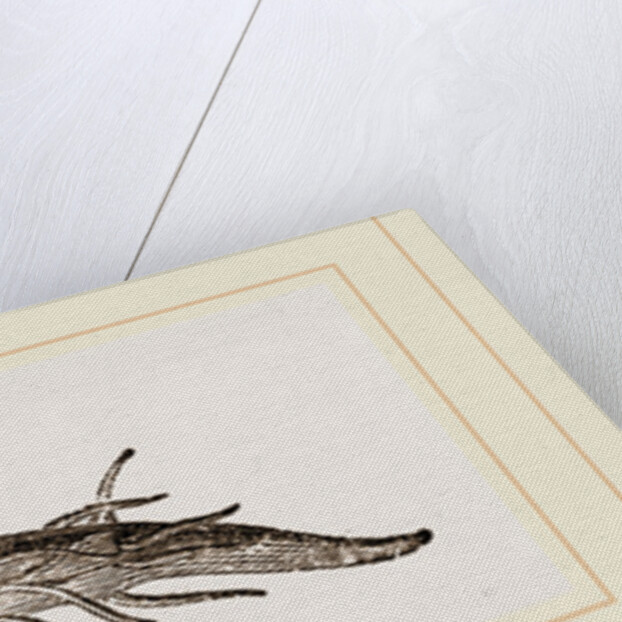 Cavolina by Anonymous