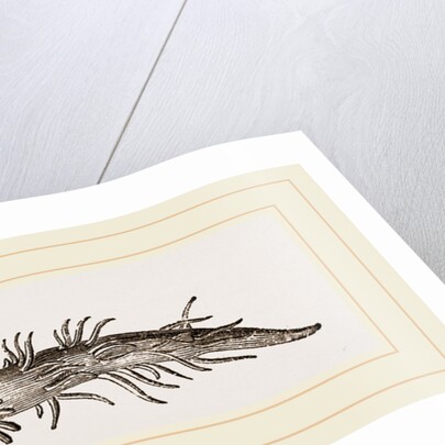 Cavolina by Anonymous