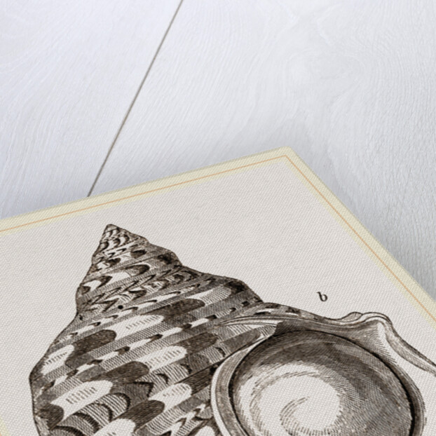 Marbled Turbo by Anonymous