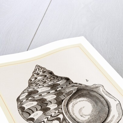 Marbled Turbo by Anonymous