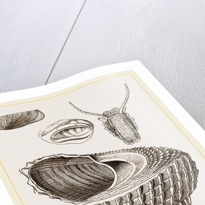 Cook's Turbo by Anonymous