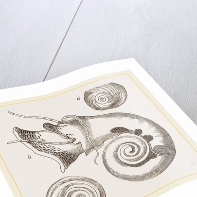 Twisted Turbo by Anonymous