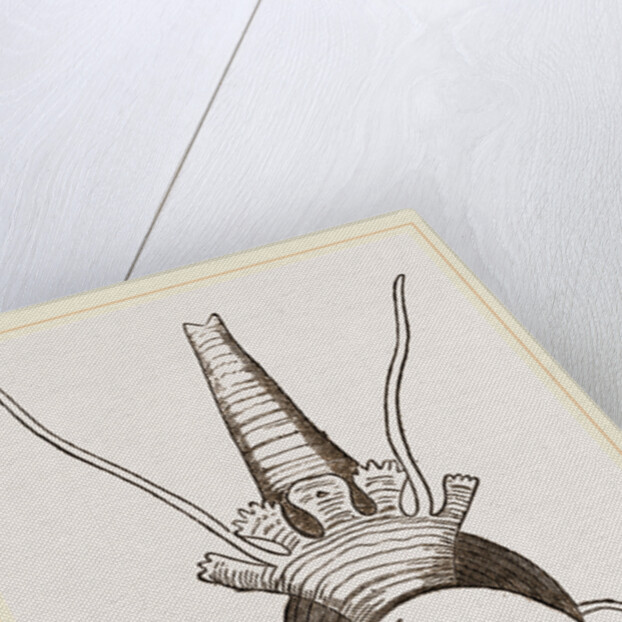 Bulimoid Phasianella by Anonymous