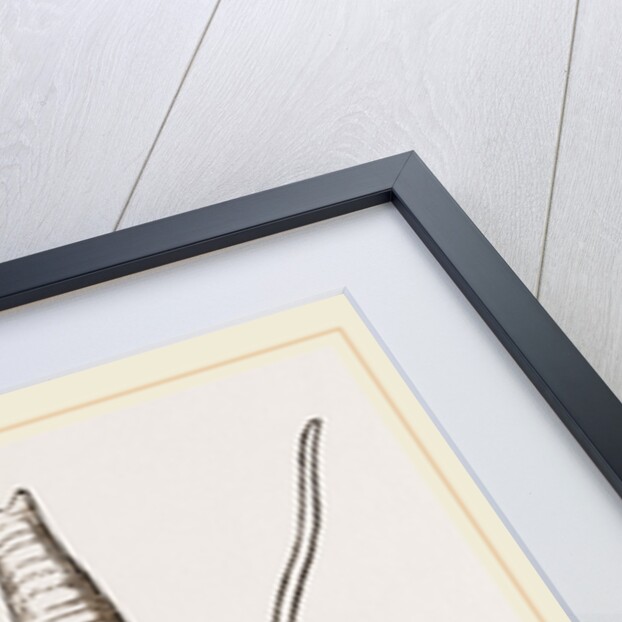 Bulimoid Phasianella by Anonymous