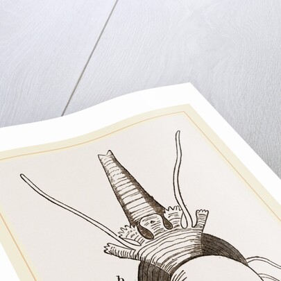 Bulimoid Phasianella by Anonymous