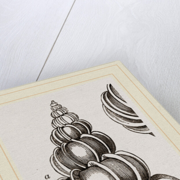 Royal Staircase Wentletrap by Anonymous