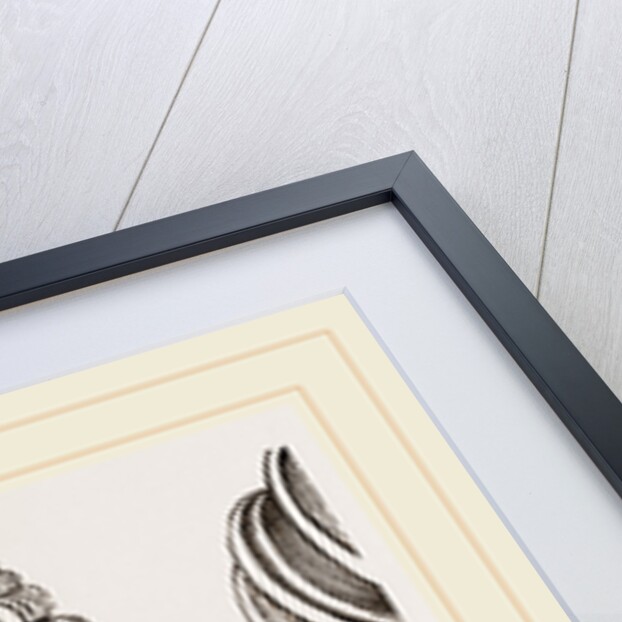 Royal Staircase Wentletrap by Anonymous