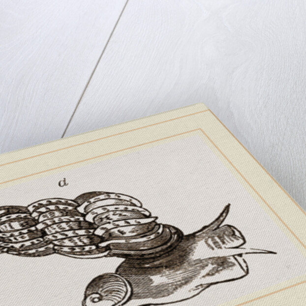 Common False Wentletrap by Anonymous