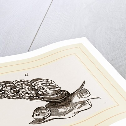 Common False Wentletrap by Anonymous