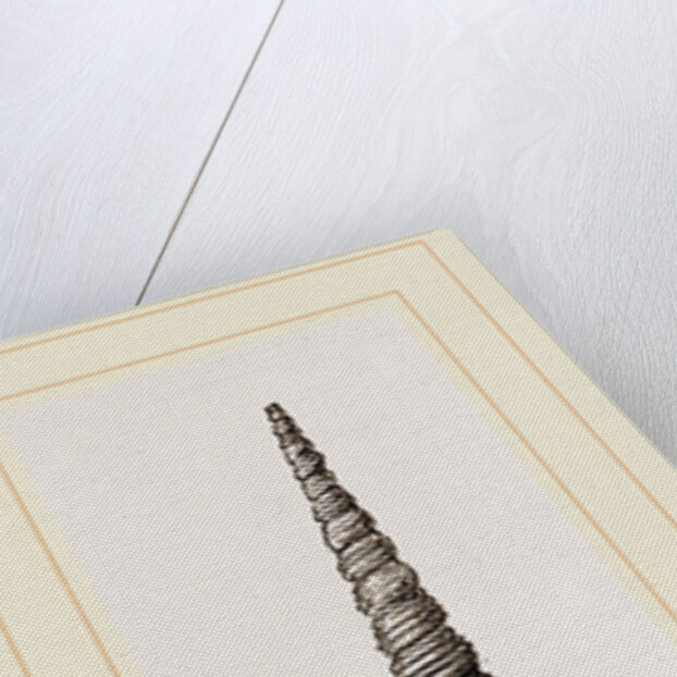 Awl shaped Turritella by Anonymous