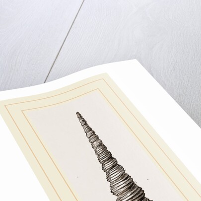 Awl shaped Turritella by Anonymous