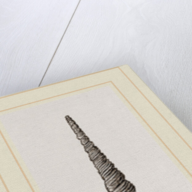 Awl shaped Turritella by Anonymous