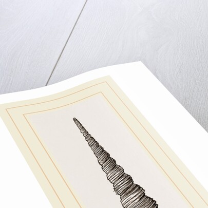 Awl shaped Turritella by Anonymous