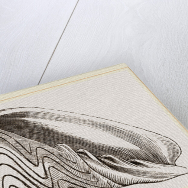 Shell of Undulated Volute by Anonymous