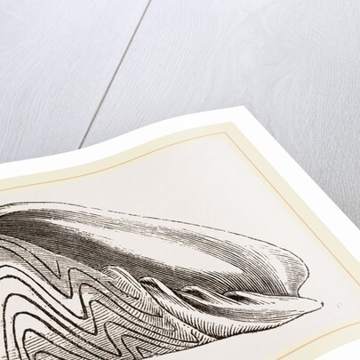 Shell of Undulated Volute by Anonymous