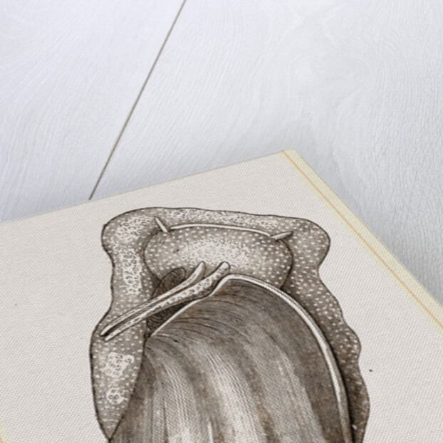 Pacific Volute by Anonymous