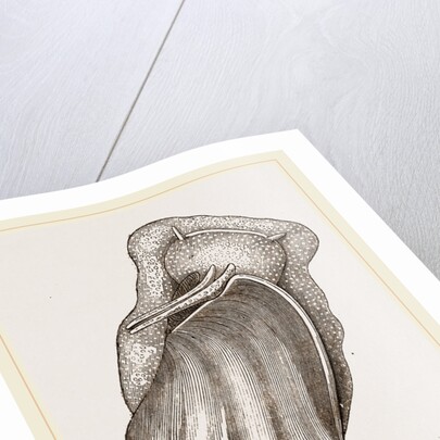 Pacific Volute by Anonymous
