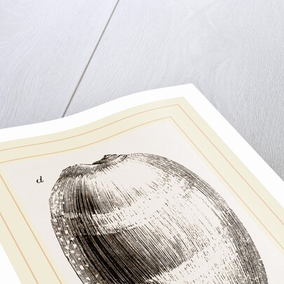 Young Cowry by Anonymous