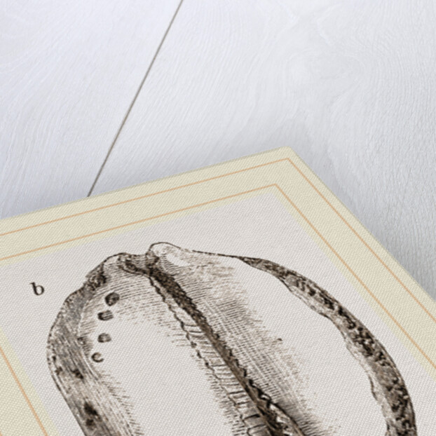 Map Cowry by Anonymous