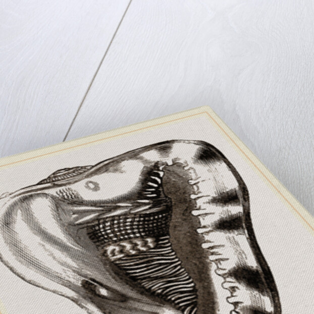 Tuberose Cassis and Mollusk of C. sulcata by Anonymous