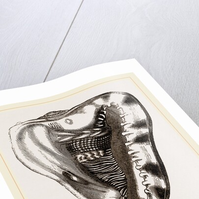 Tuberose Cassis and Mollusk of C. sulcata by Anonymous