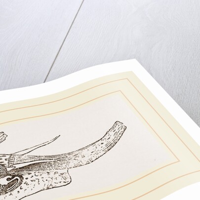 Helmet Dolium by Anonymous