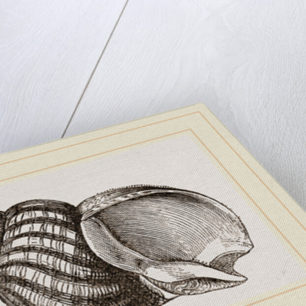Waved Whelk by Anonymous