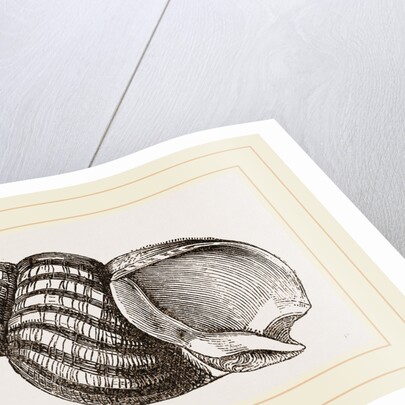 Waved Whelk by Anonymous