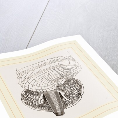 Marsh Cerithium and Animal of C Telescopium by Anonymous