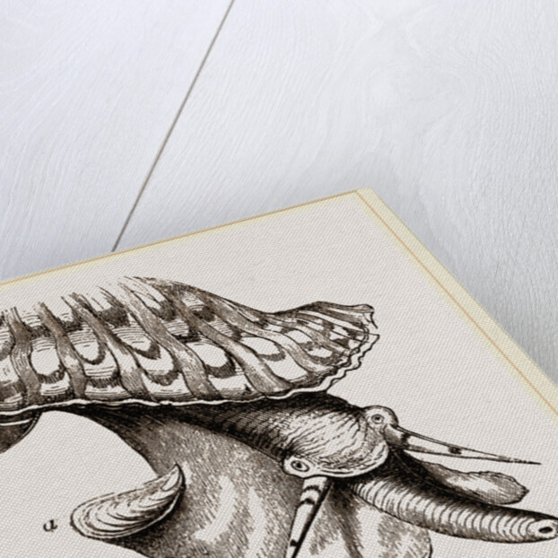 Animal of Triton by Anonymous