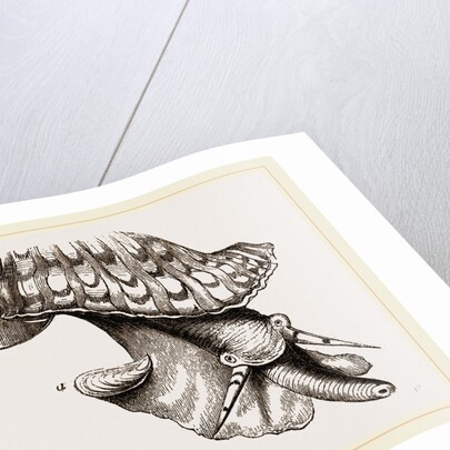 Animal of Triton by Anonymous