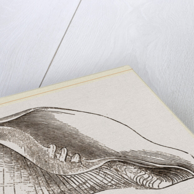 Turnip Turbinella by Anonymous